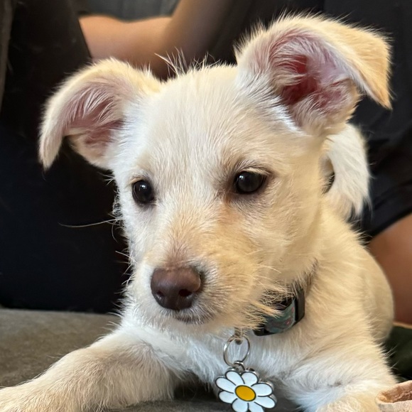 Meet your Posher, Melanie - Picture 2 of 2